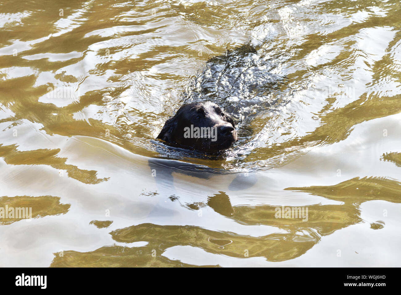 Schwarzer Labrador Welpe Schwimmen im Fluss Derwent in Chatsworth Stockfoto