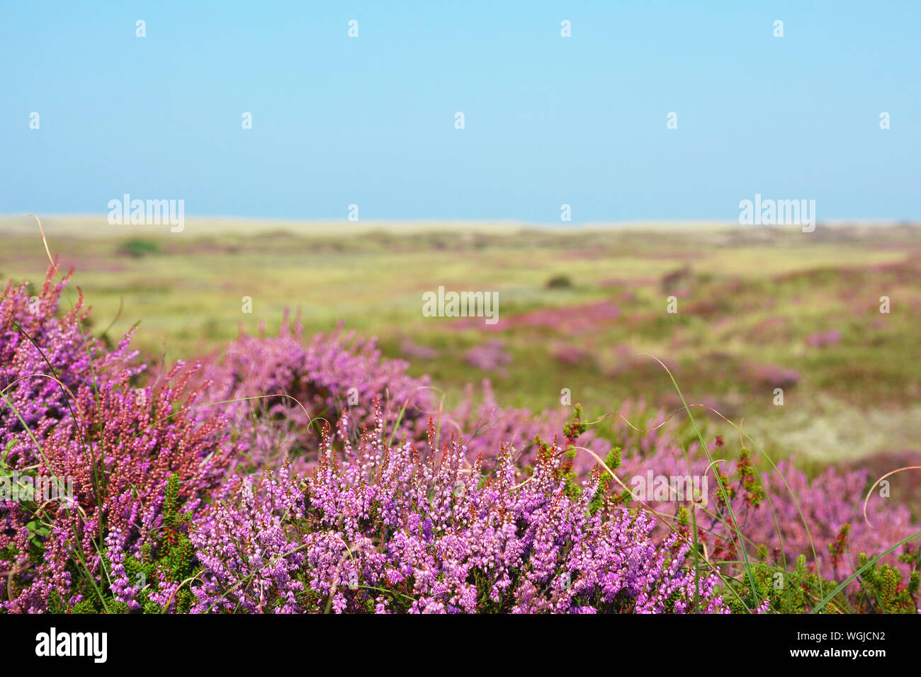 Lila blühenden Heidekraut Calluna vulgaris 'Pflanzen' im Naturschutzgebiet "bollekamer' auf der Insel Texel in den Niederlanden Stockfoto