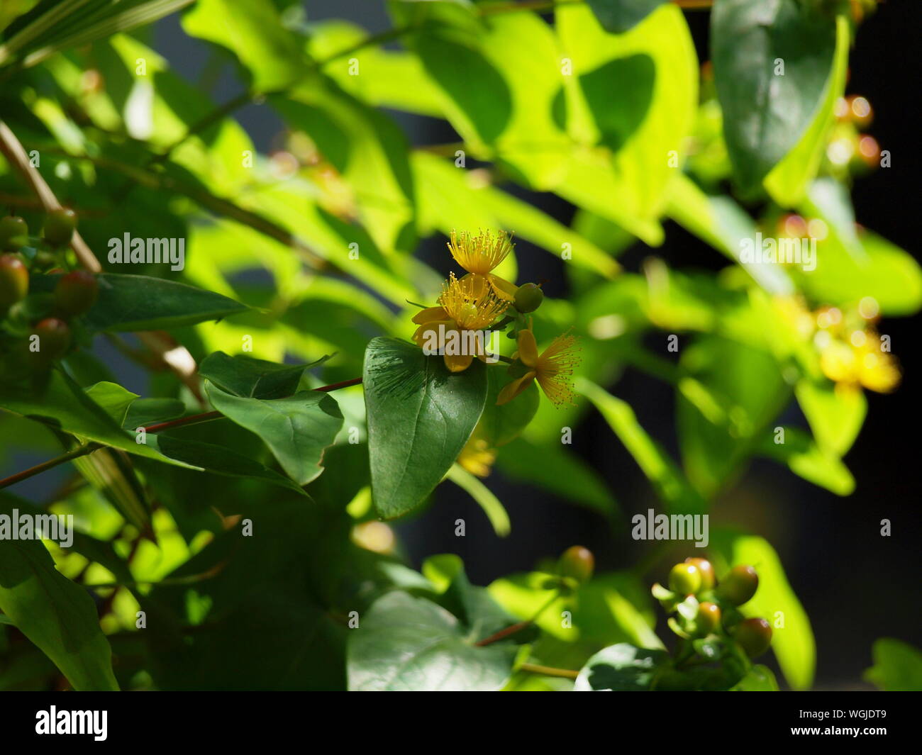 Johanniskraut Hypericum perforatum Johanniskraut gemeinsamen Heiligen Stockfoto