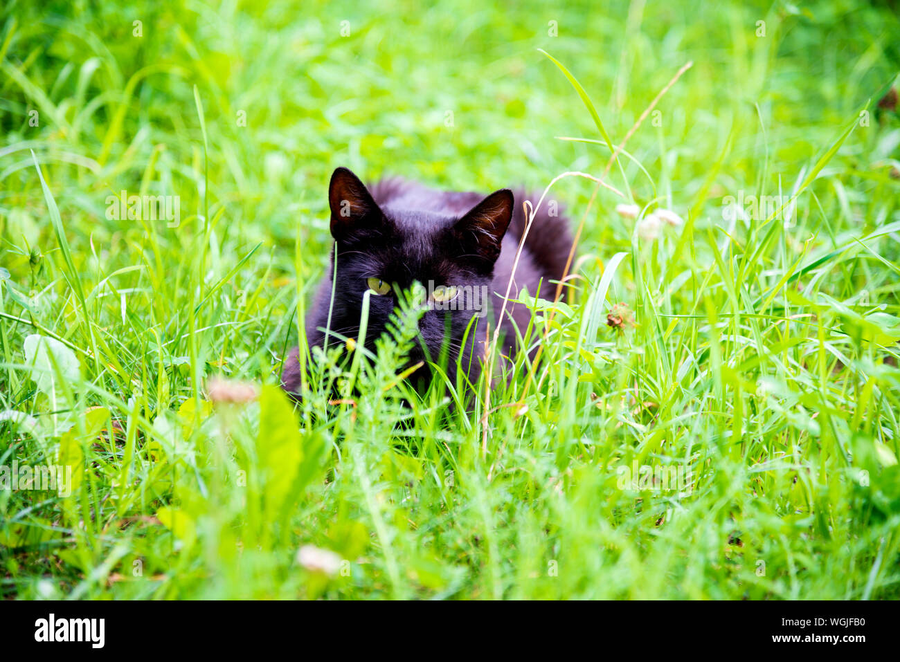 Weiße Katze spähend durch das Unterholz, Hinterhalt für die Jagd Stockfoto