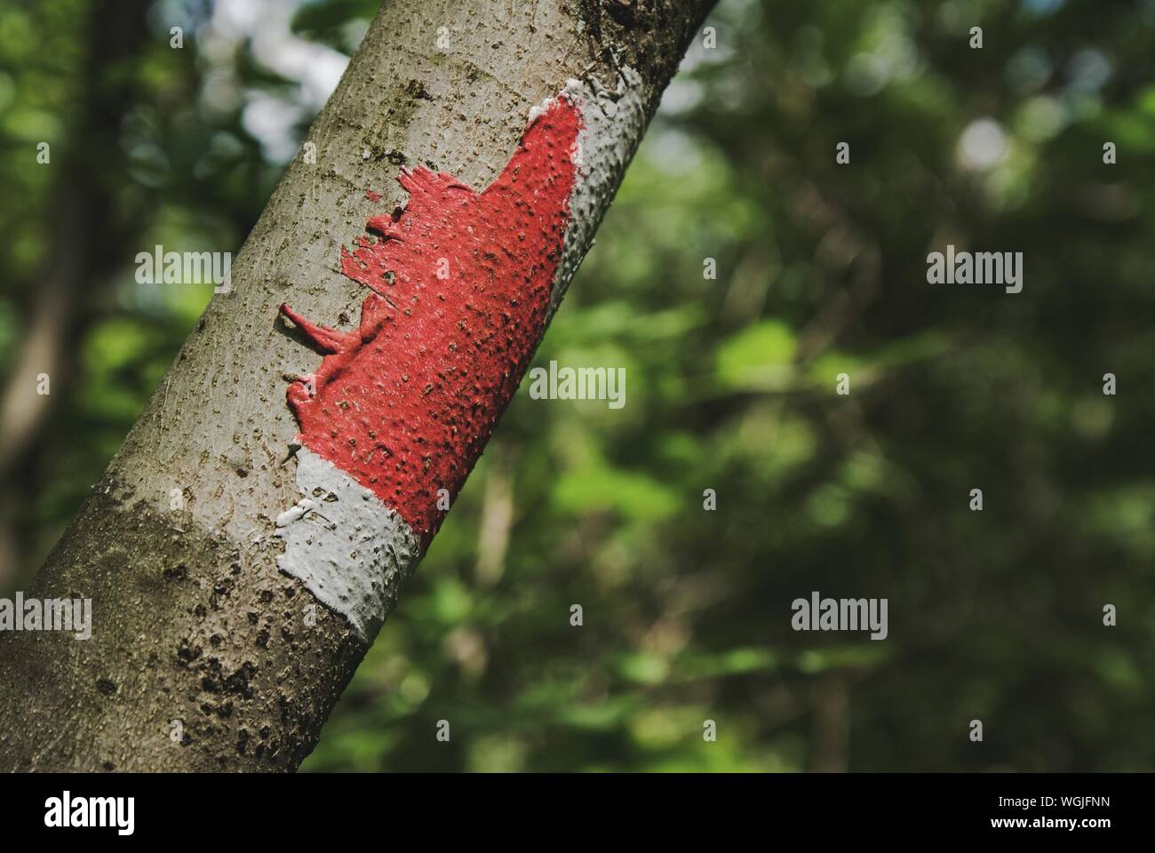 Malen Auf Baum Stockfotos Und Bilder Kaufen Alamy
