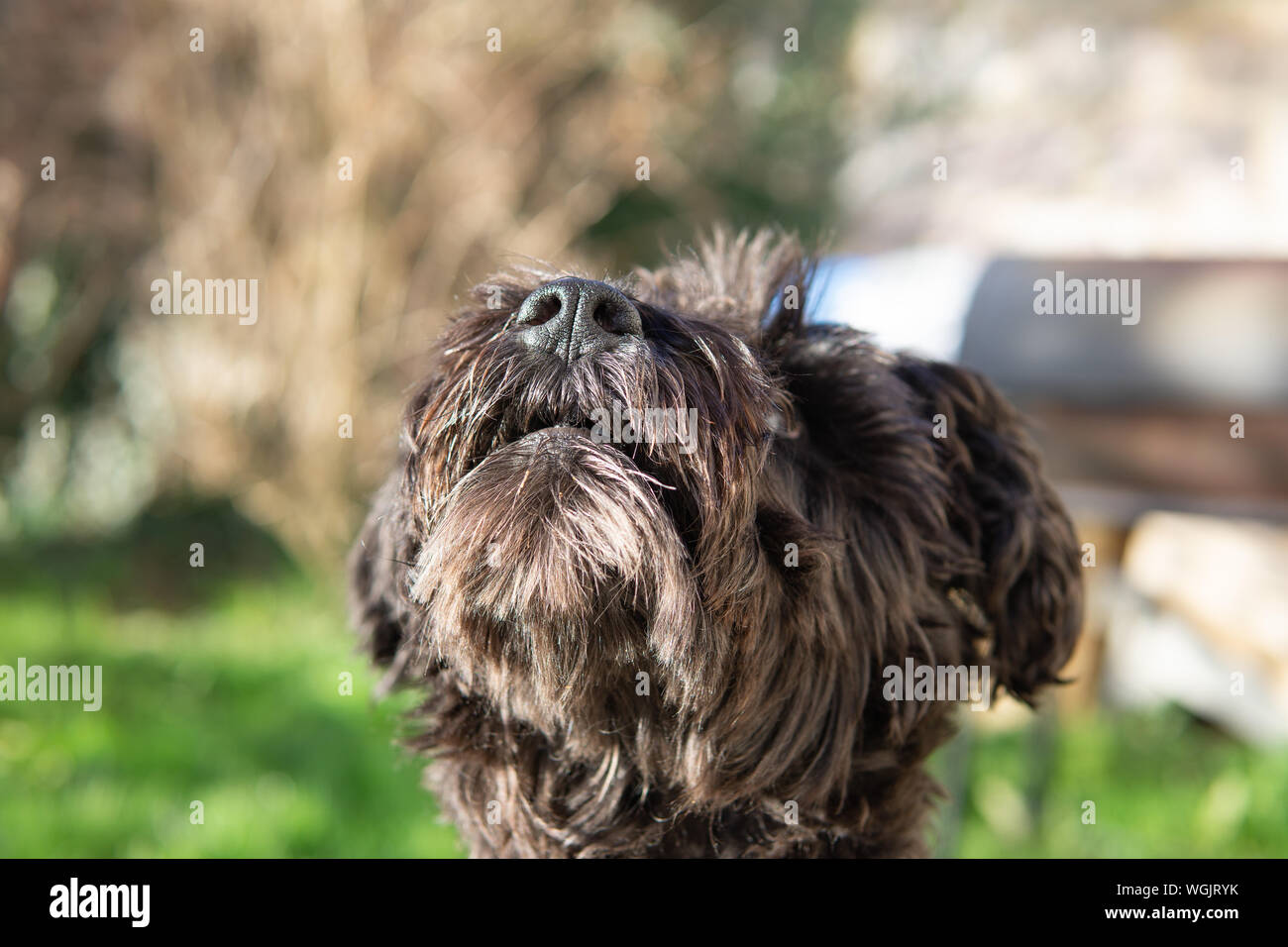 Hund suchen zu behandeln warten geduldig im Hinterhof schnoodle Stockfoto