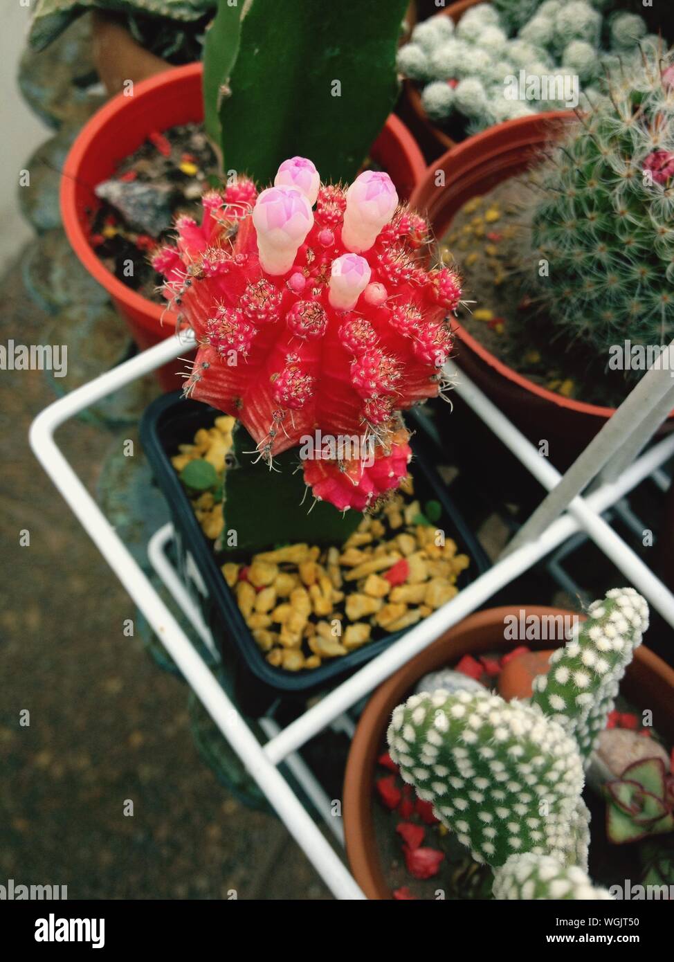 Direkt oberhalb der roten Kaktus Blumen Stockfoto