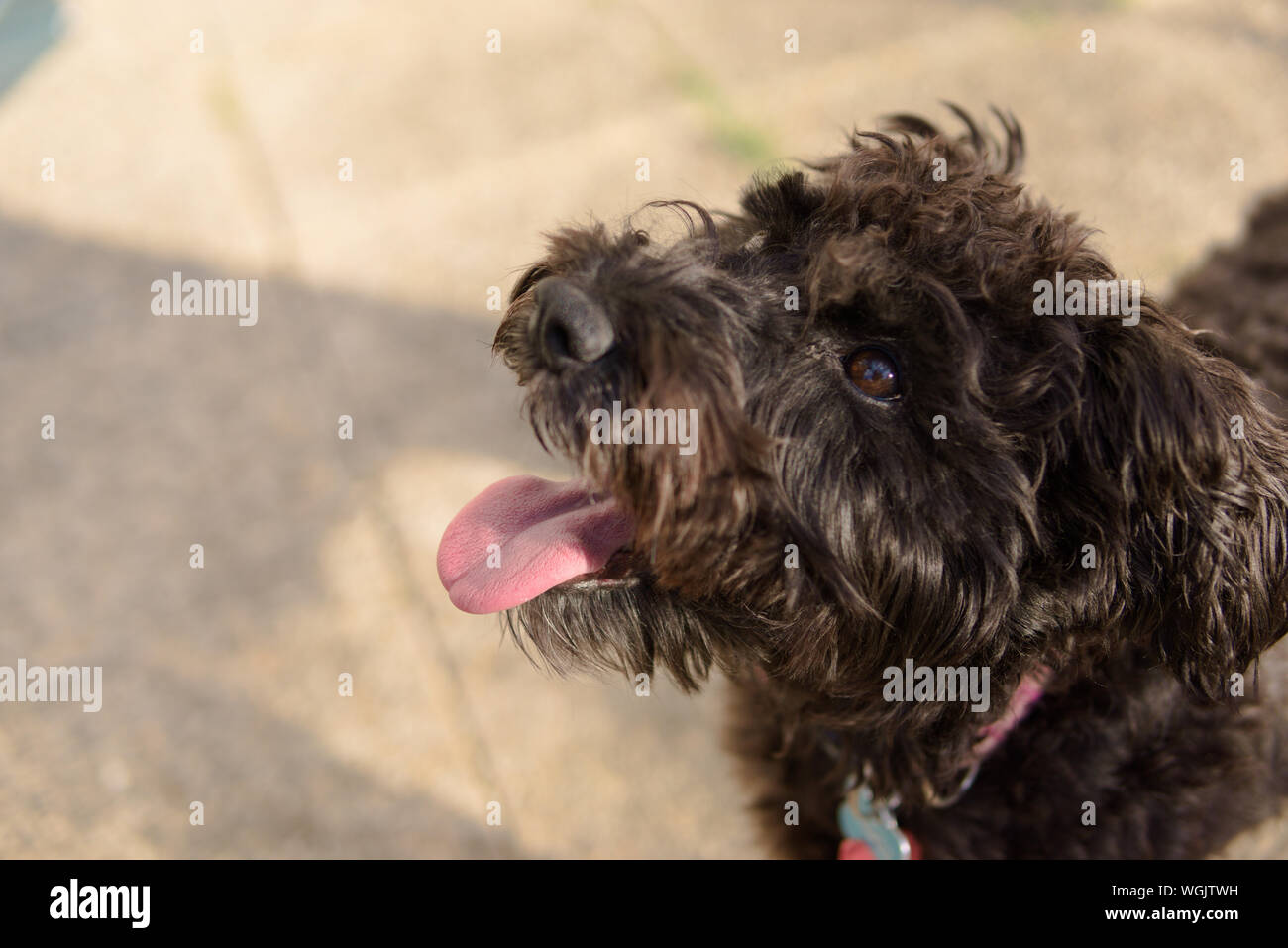 Hund suchen auf Eigentümer schnoodle Pudel schnauzer Mix kleiner Hund süß Stockfoto