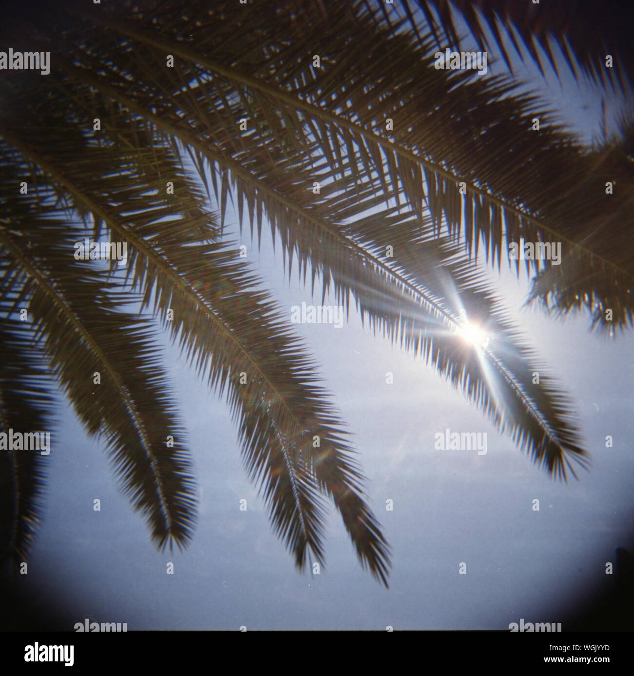 Transparente Kiefer in Sonnenschein Stockfoto