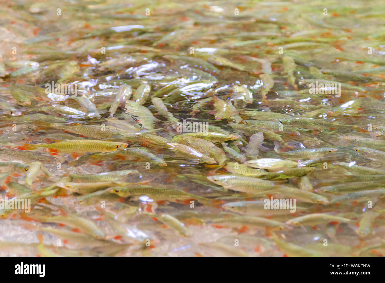 Kleine Forellen (Salmo trutta) in der Forellenzucht Teich, Szalajka