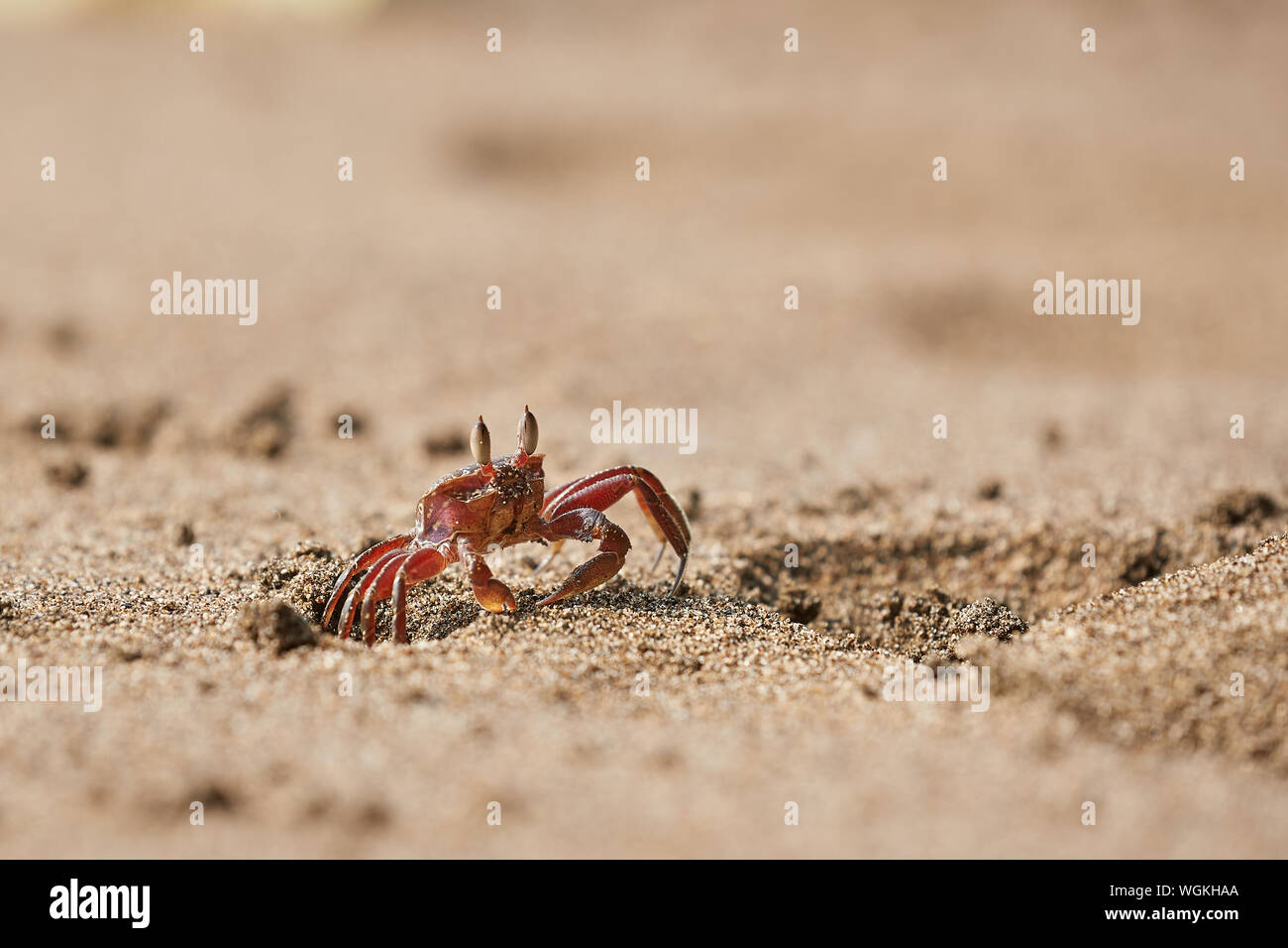 Ghost-Krabbe im sand Stockfoto