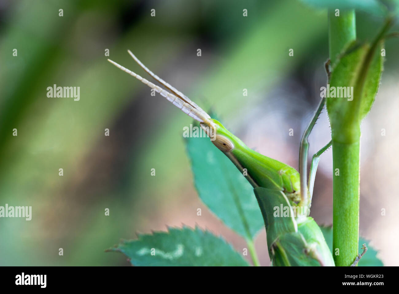 Close up Portrait von Kegel - vorangegangen Grasshopper (Acrida ungarica) Stockfoto