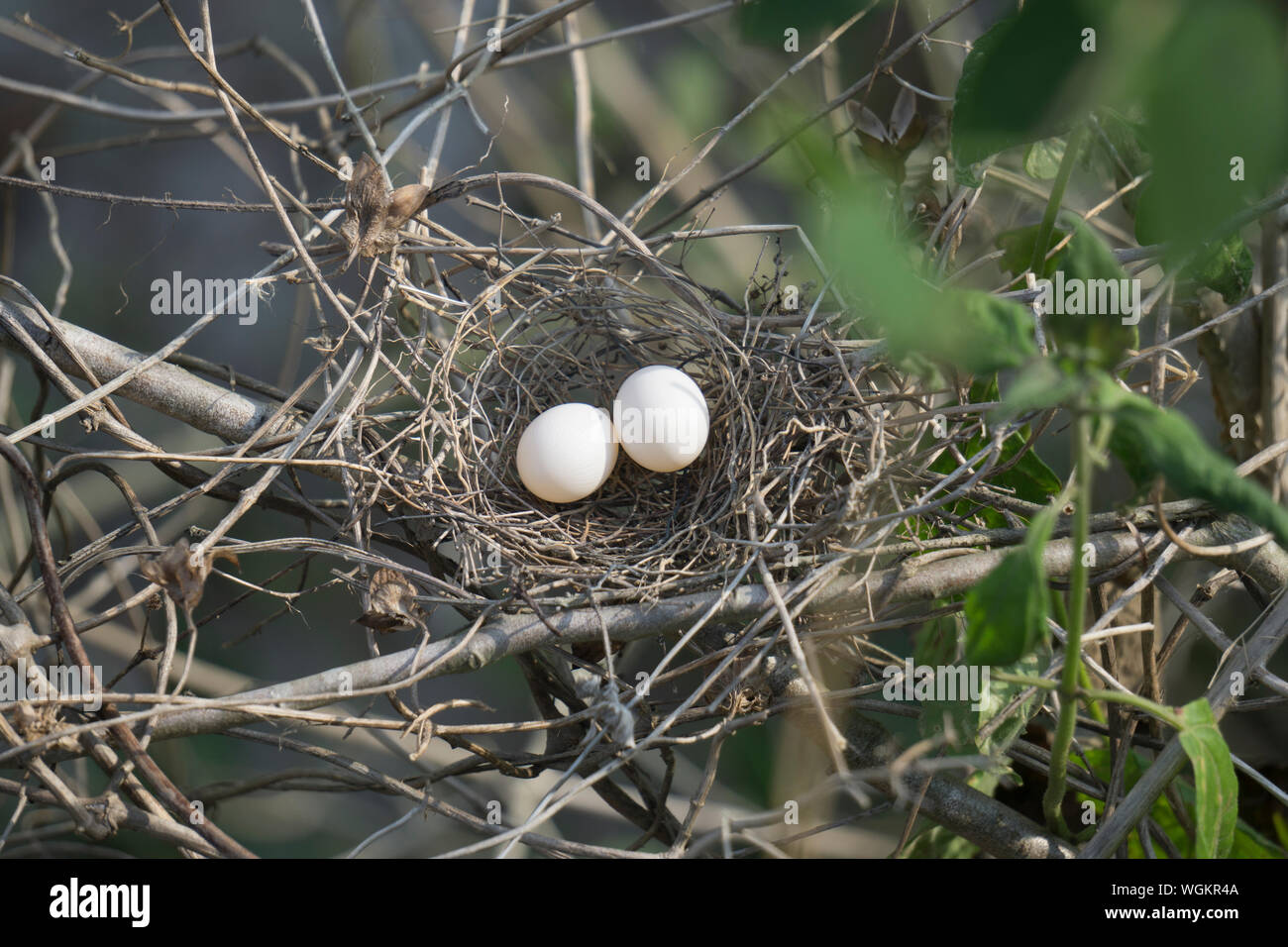 Nahaufnahme der Vögel Eier im Nest Stockfoto