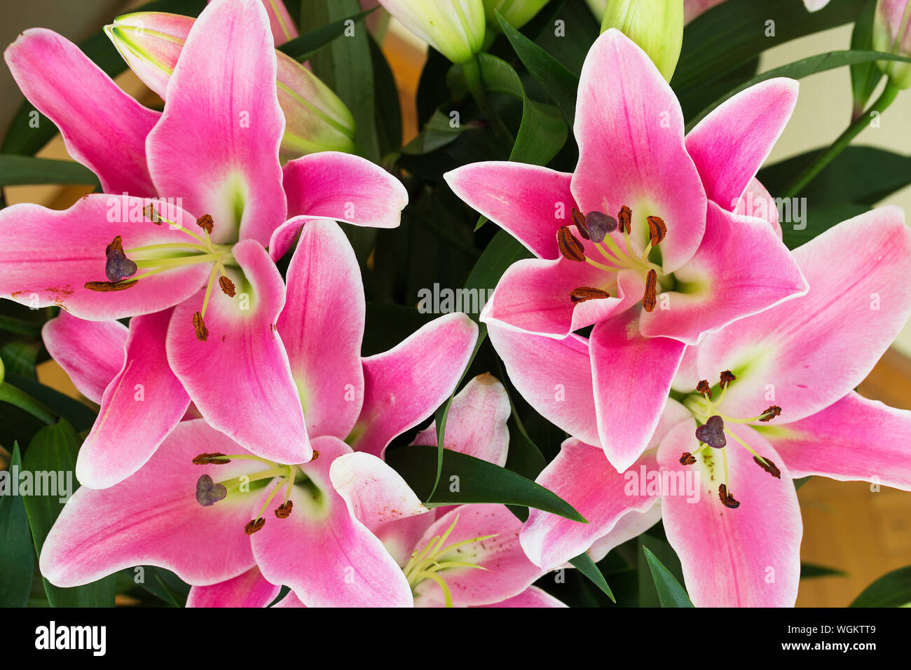 Blumenstrauß der frischen rosa Lilien - Ansicht von oben Stockfoto