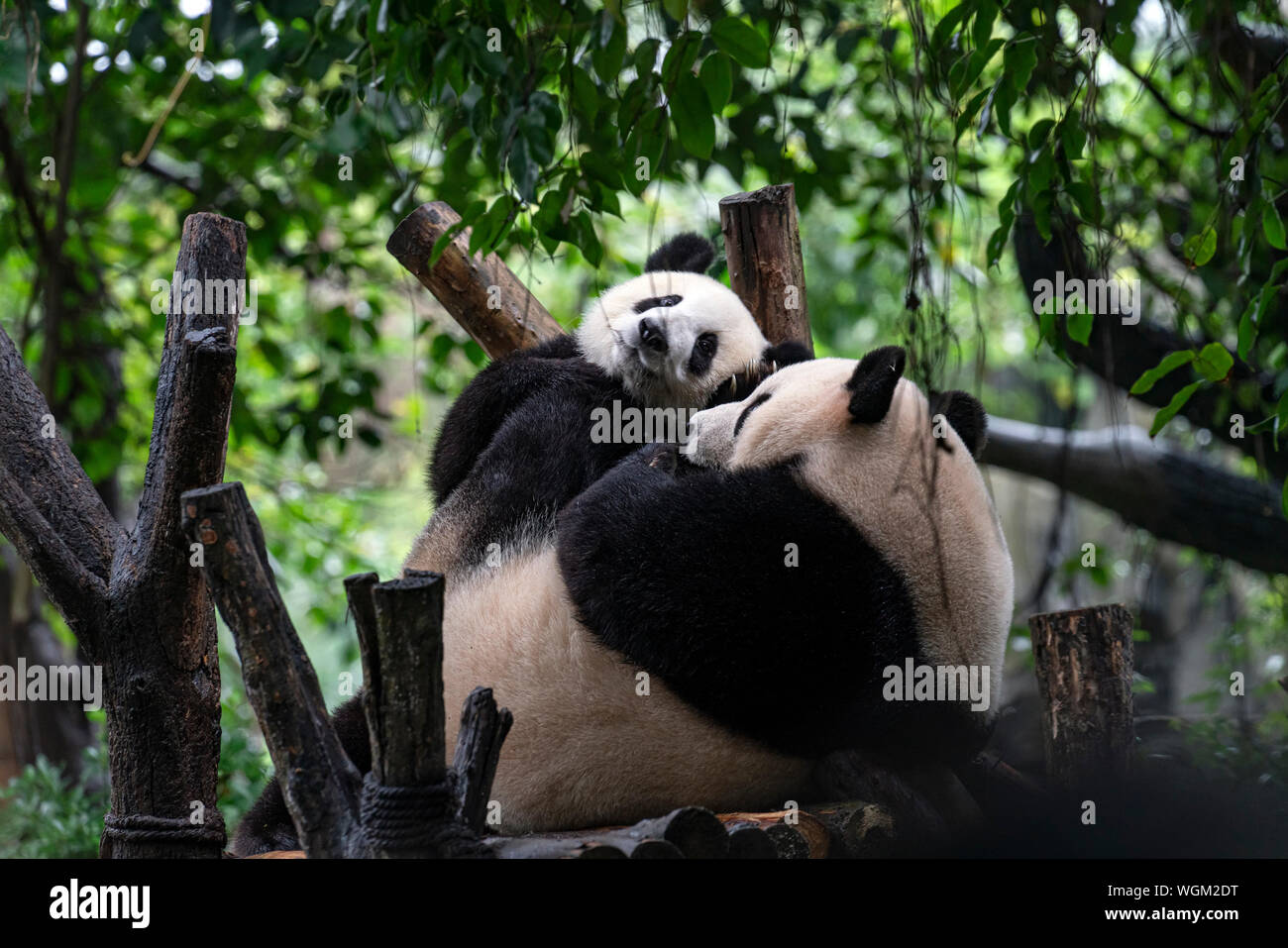 Riesenpanda in Chengdu, China Stockfoto