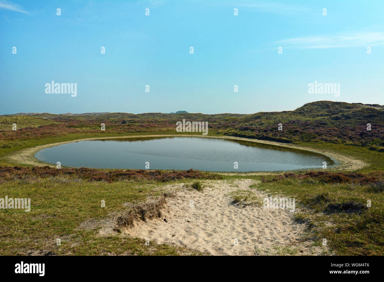 Waterin Loch für Tiere im Naturschutzgebiet "Bollekamer' auf der Insel Texel in Nord Holland Stockfoto