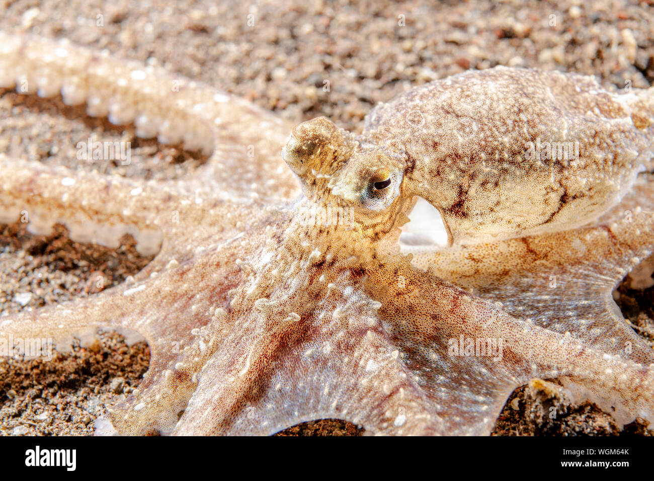 Ein langer Arm Octopus kriecht über den sandigen Boden in Tulamben, Indonisia. Stockfoto