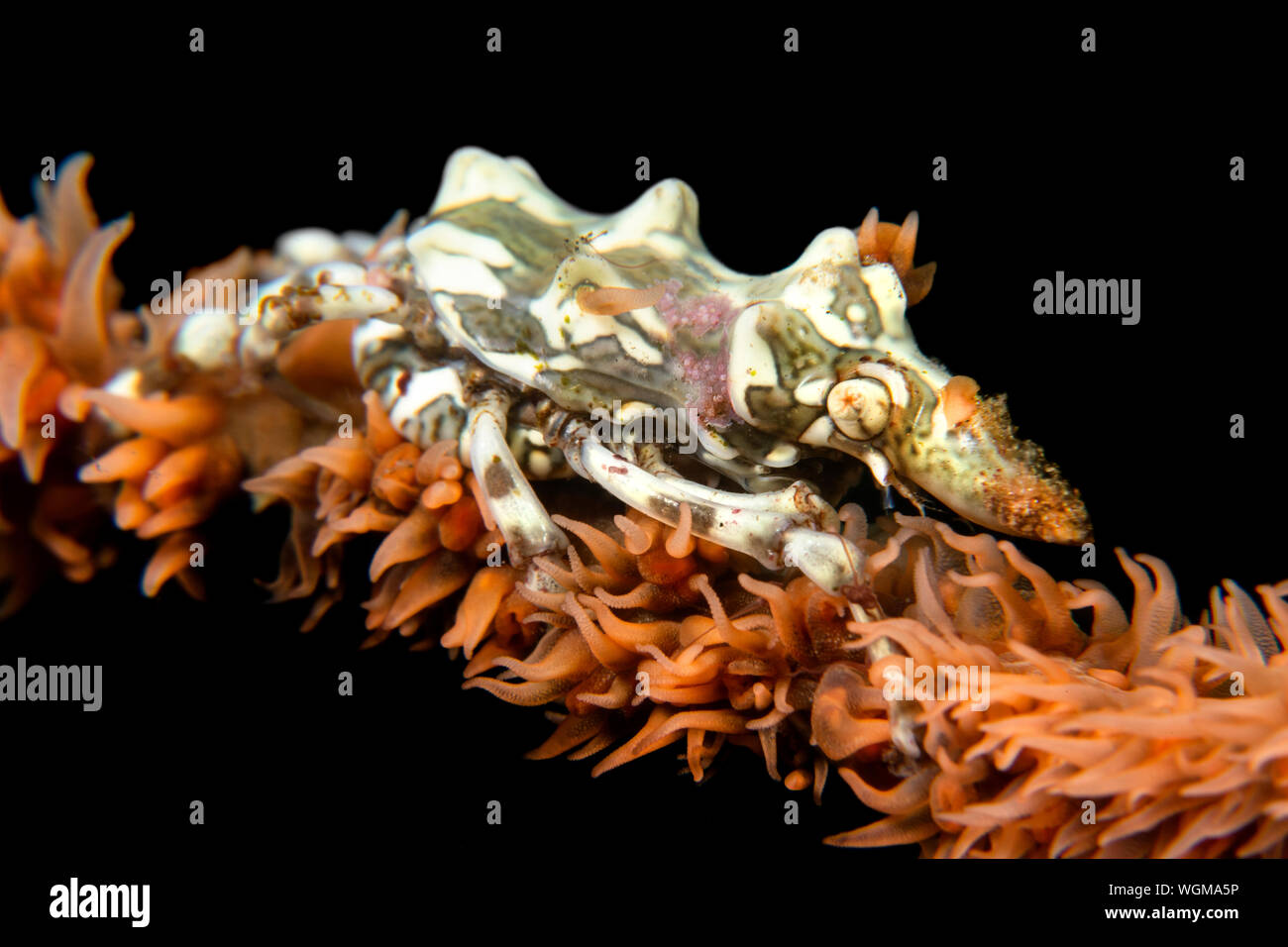 Eine winzige Xeno wire Coral crab auf einem Strang der Peitsche Coral in der Nacht jagt für kleine detritus Partikel im Wasser treiben. Stockfoto
