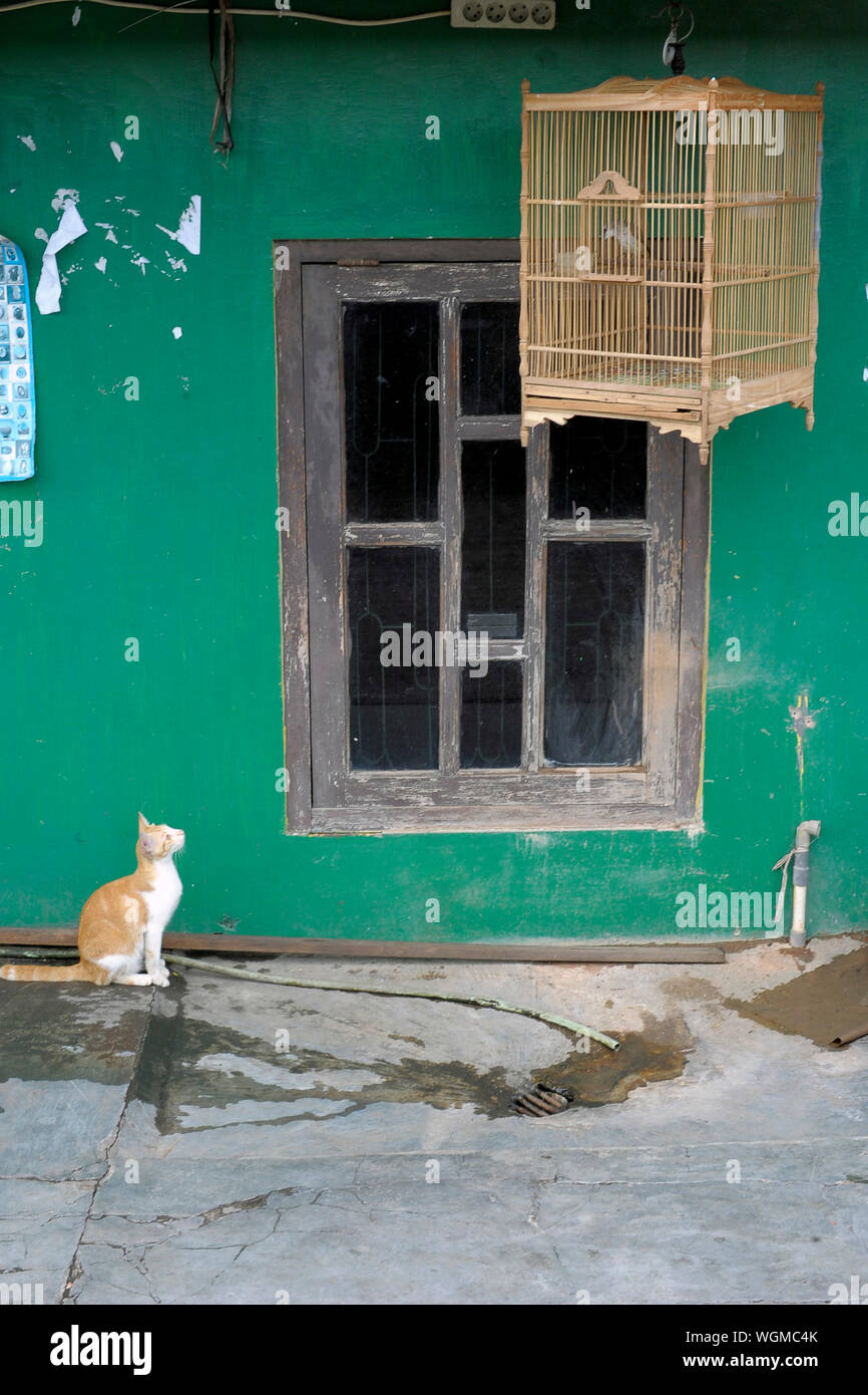 Katze im Vogelkäfig Suchen beim Sitzen vor dem Haus Stockfotografie - Alamy
