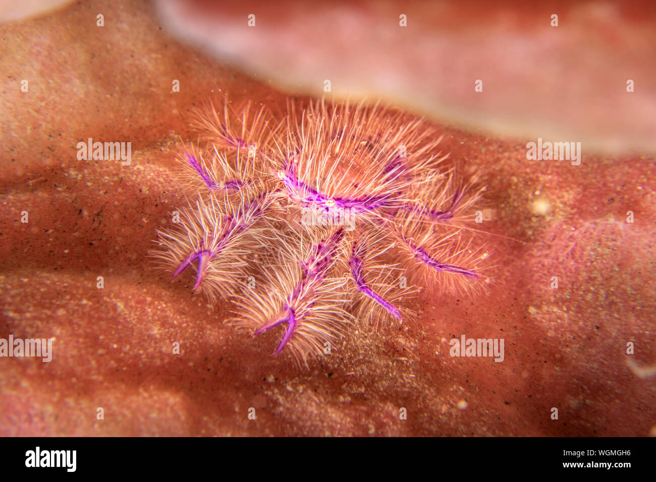 Ein schönes lila und rosa haarige squat Lobster versteckt sich in einer Felsspalte auf einem Schwamm. Stockfoto