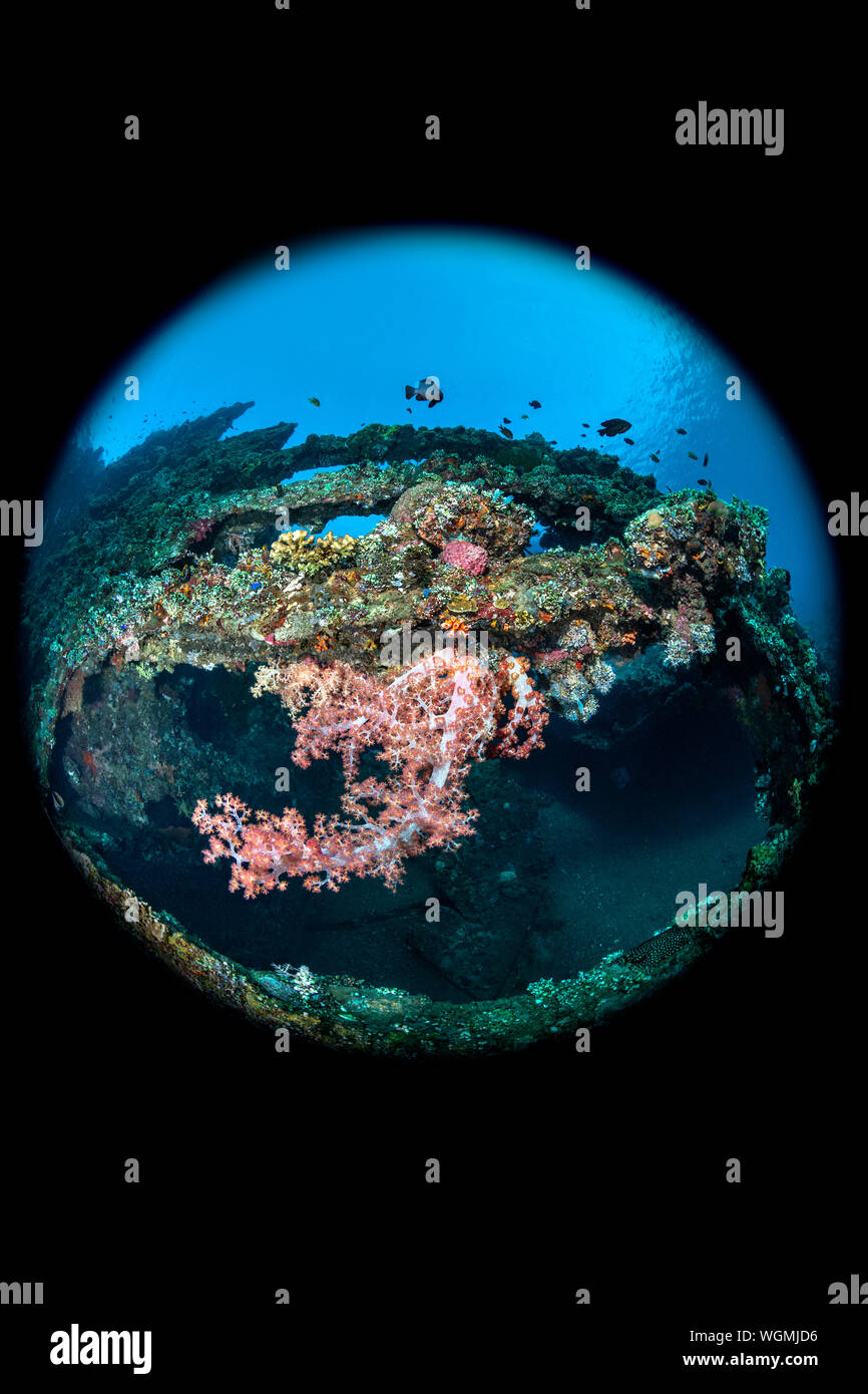 Weichkorallen hängen an den zerfleischten Struktur des Liberty Schiffswrack, United States Army cargo Schiff torpediert von japanischen U-Boot I-166 im Januar 1. Stockfoto