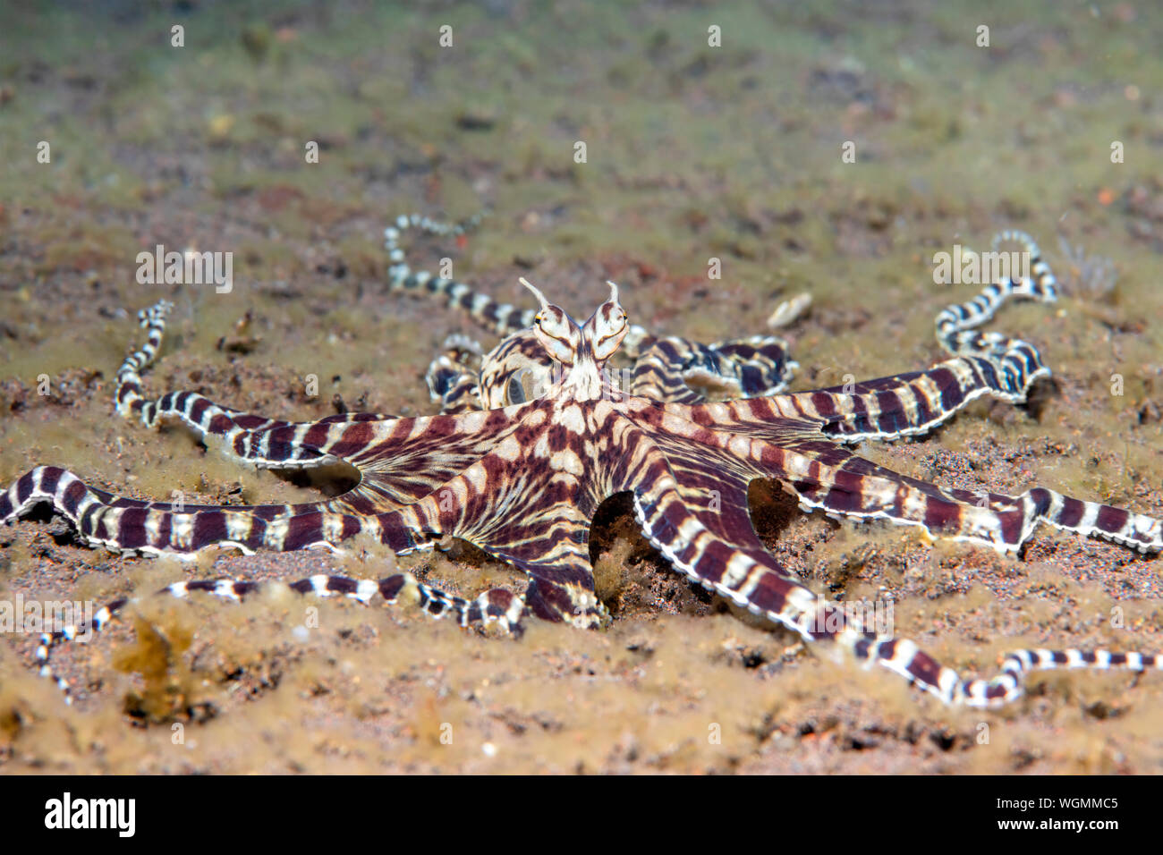 Mimic Octopus kriecht durch ein Bett aus Algen Tulamben, Indonesien. Diese Kraken sind in der Lage, die Identität anderer lokale Arten von Octopus. Stockfoto