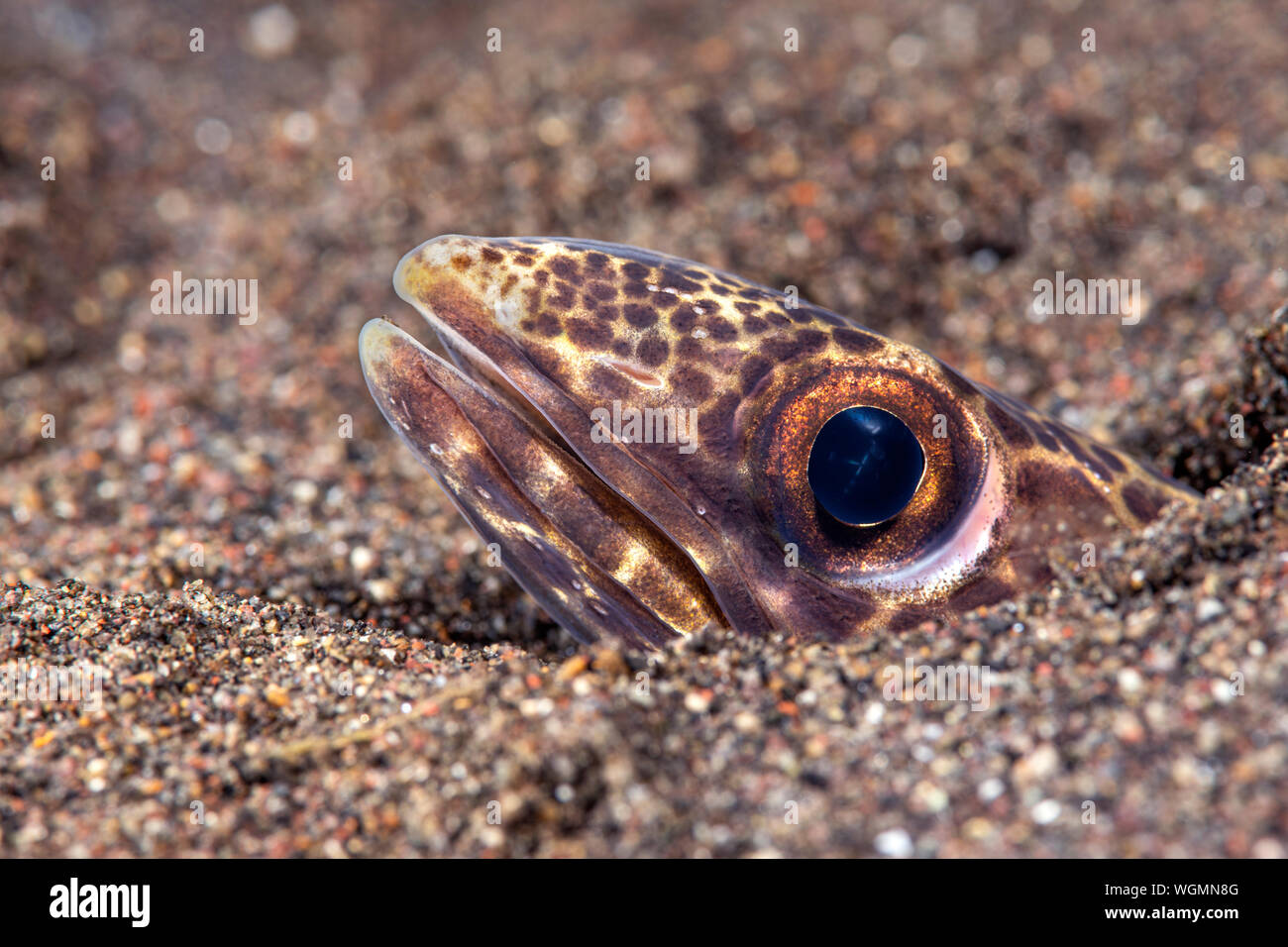 Eine tropische Snake eel liegt bewegungslos während Peering aus seinem Sandstrand burrow warten auf eine kleine Fische schwimmen durch, so kann er essen. Stockfoto