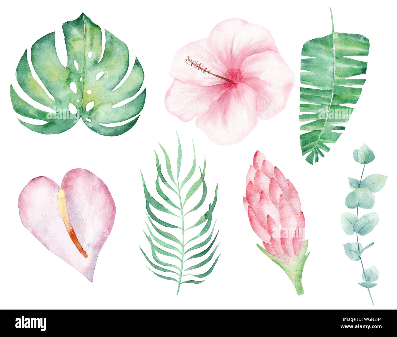 Tropische Blumen Hand Gezeichnet Aquarell Raster Abbildung Regenwald Blatter Isoliert Cliparts Magnolia Orchidee Und Liana Aquarelle Zeichnen Summe Stockfotografie Alamy