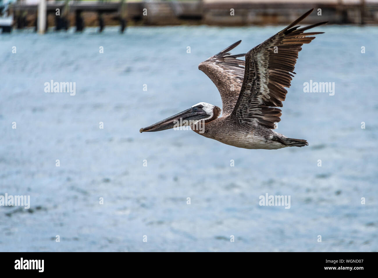 Braunpelikan (Pelecanus occidentalis) über dem Jupiter Inlet, wo die Loxahatchee River den Atlantik in Jupiter, Florida trifft fliegen. (USA) Stockfoto