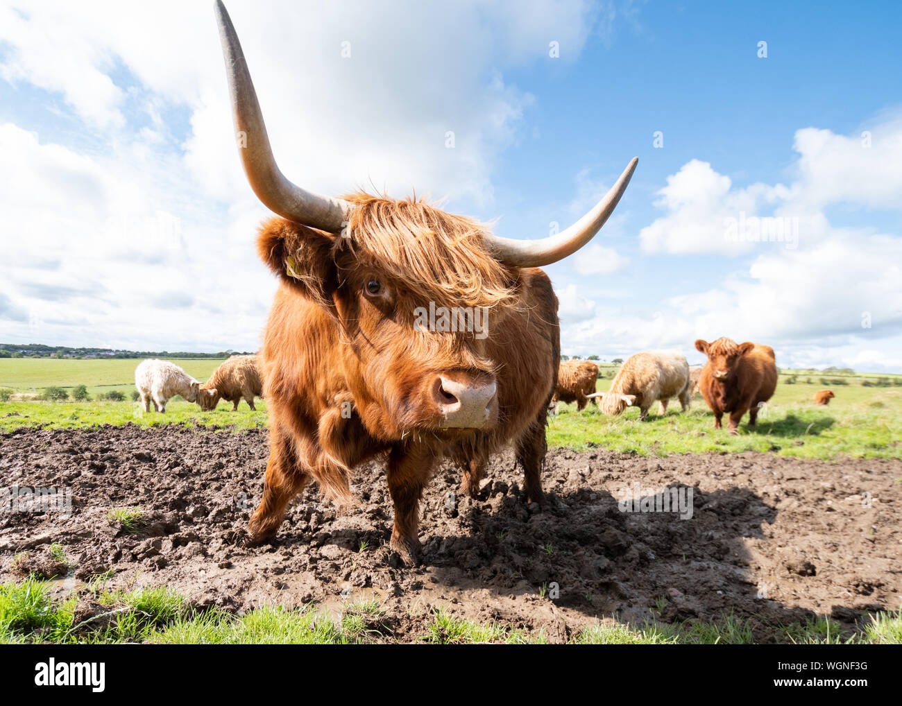 Highland Kuh Hörner in der Nähe von Kamera Stockfoto