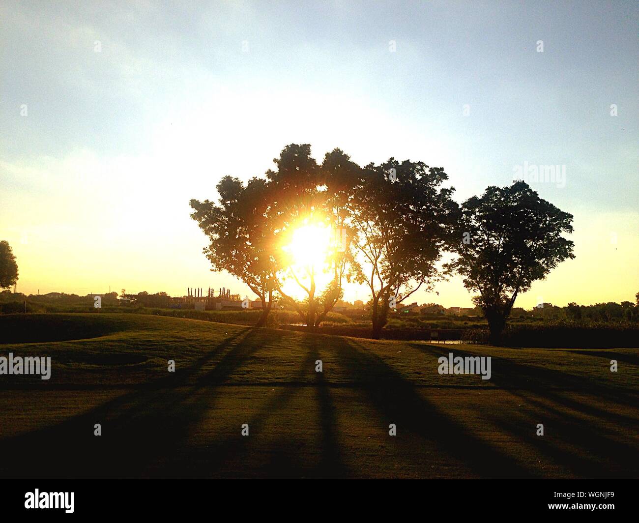 Sonnenlicht strahlend durch die Bäume auf dem Feld gegen Sky Stockfoto