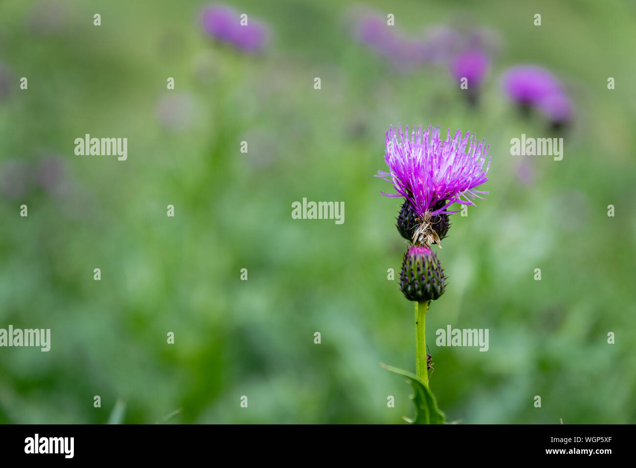 Thistle Blume - Nahaufnahme der lila Distel Blume mit selektiven Fokus, verschwommenen Hintergrund Stockfoto