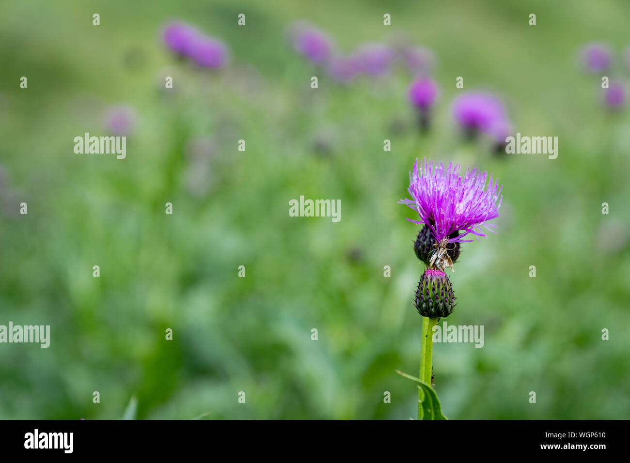 Thistle Blume - Nahaufnahme der lila Distel Blume mit selektiven Fokus, verschwommenen Hintergrund Stockfoto