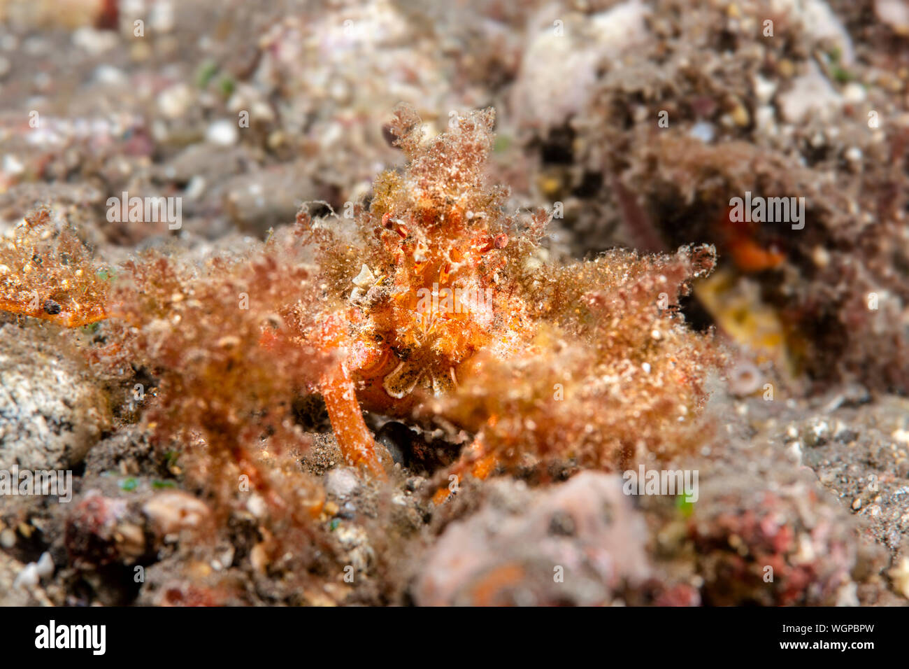 Eine haarige Dekorateur Krabbe sitzt mit seiner Tarnung zu machen sich selbst schwer zu sehen, regungslos. Stockfoto
