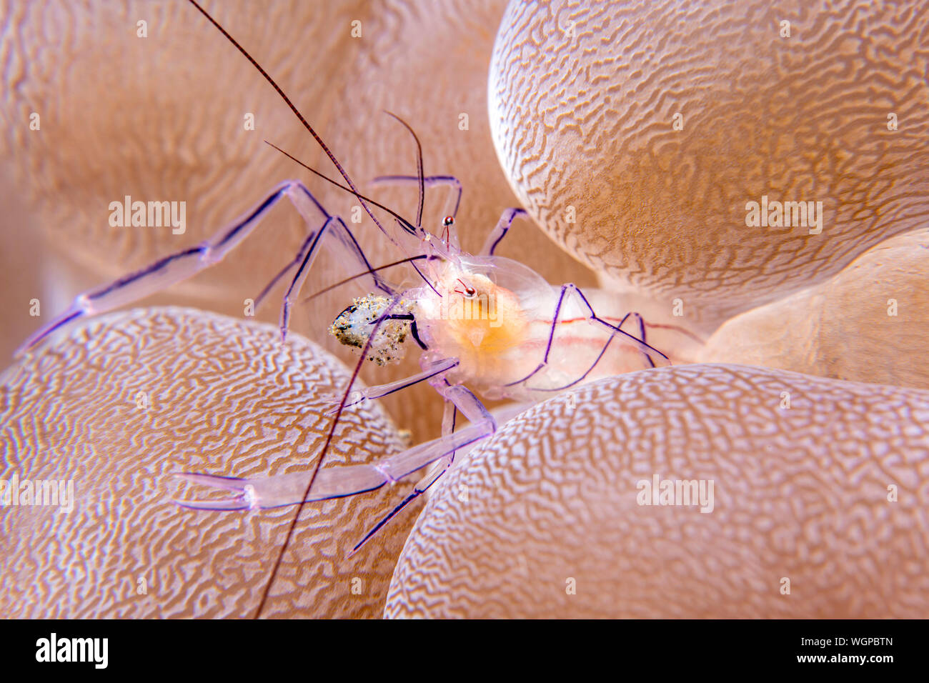 Transluzente Anemone shrimp Leben innerhalb der Tentakeln und Lampen der Host für Schutz und frisst die Reste, die die Anemone Fänge. Stockfoto