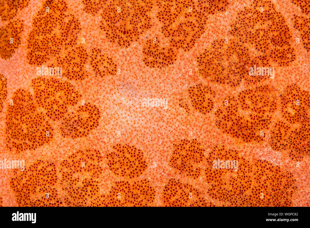 Super Makro Bild eines Seesterns Körper zeigt die kleinste Details und Muster der Stachelhäuter. Stockfoto