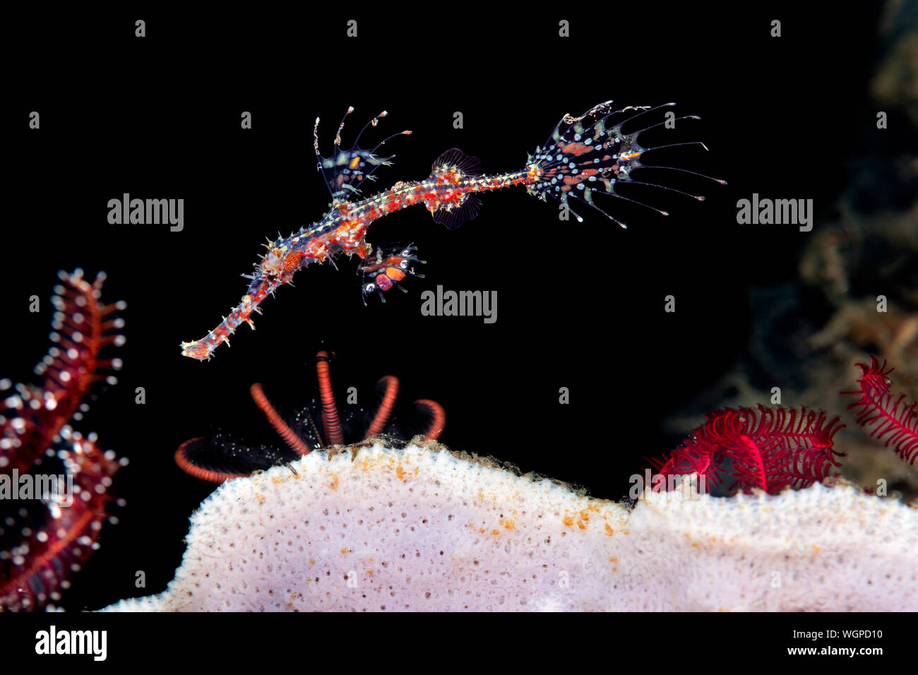 Eine schöne, zarte Rot verzierten Geisterpfeifenfisch driftet etwas Sway von seinem getarnt Lebensraum der roten Crinoiden. In Tulamben, Bali, Indonesien erschossen. Stockfoto