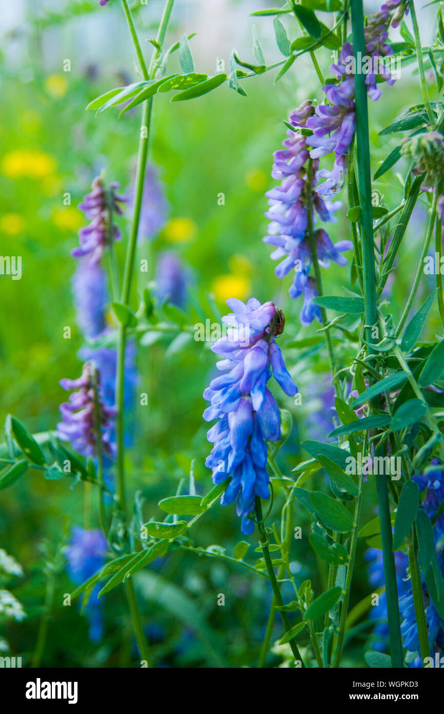 Wilde Pflanzen - Kräuter und Blumen. Maus Erbsen. Kletternde Pflanze mit blauen Blüten. Grün. Blumen Stockfoto