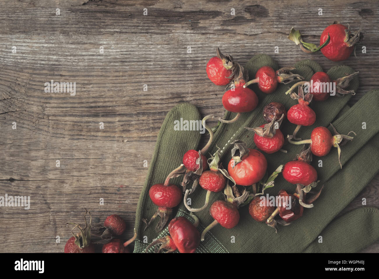 Hagebutte Beeren, Sweet Briar Früchte, Handschuhe auf Holzbrett. Ansicht von oben. Stockfoto
