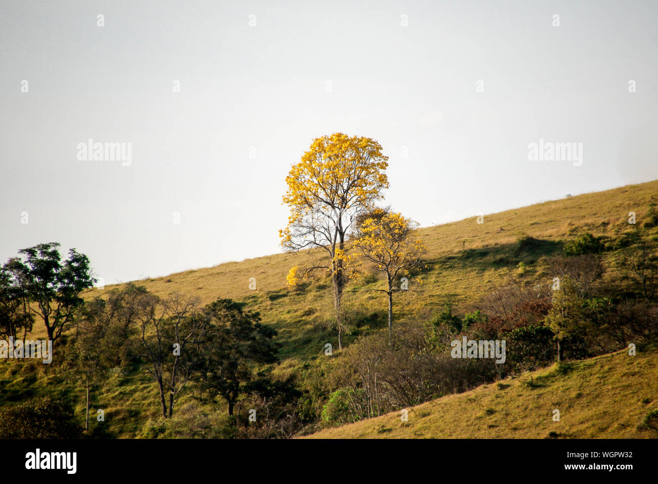 Blüte Gelb Ipe Baum in der Landschaft, gelb Baum in der Natur Stockfoto