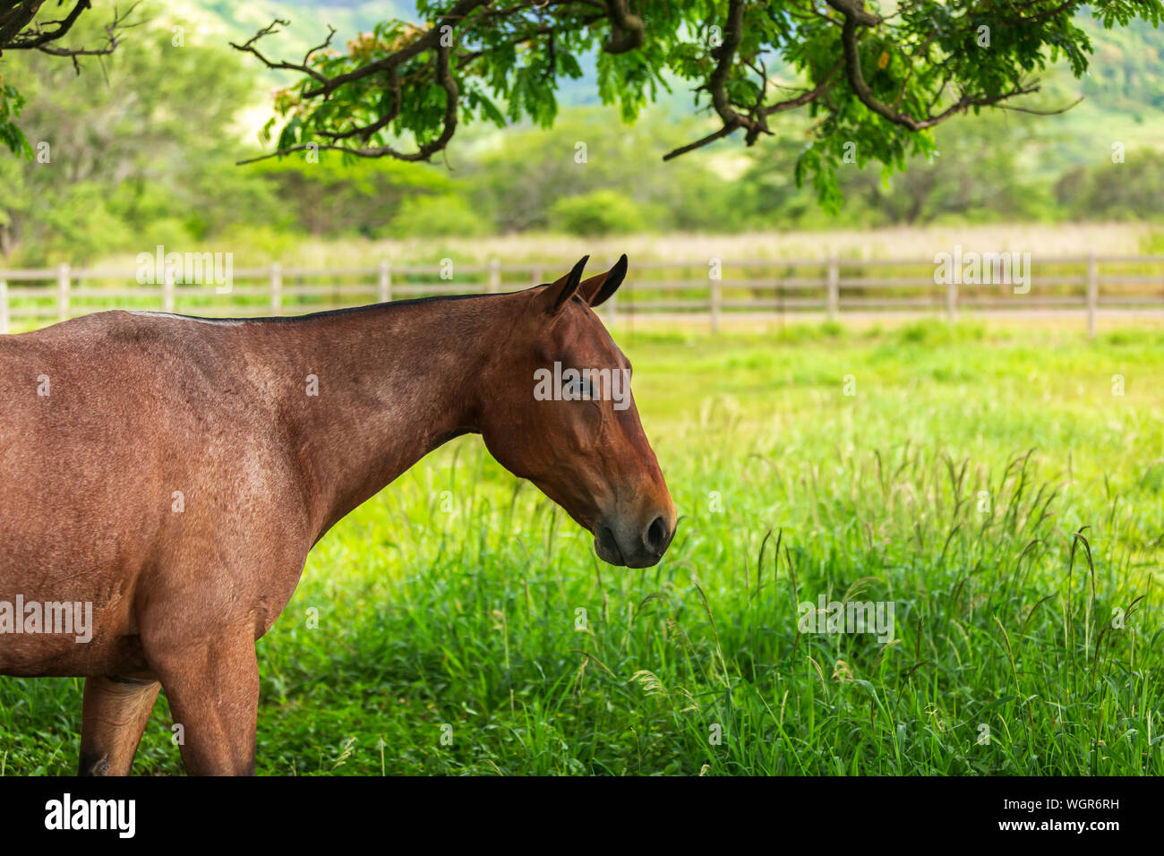 Ein Pferd auf einer Ranch in Texas Stockfoto