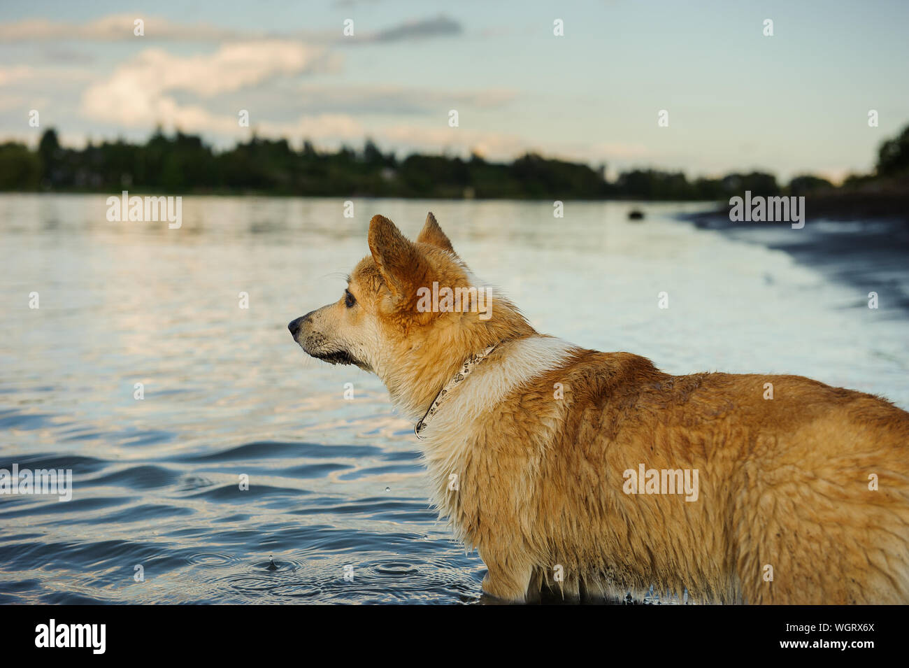 Der Hund steht im See Wasser Stockfoto