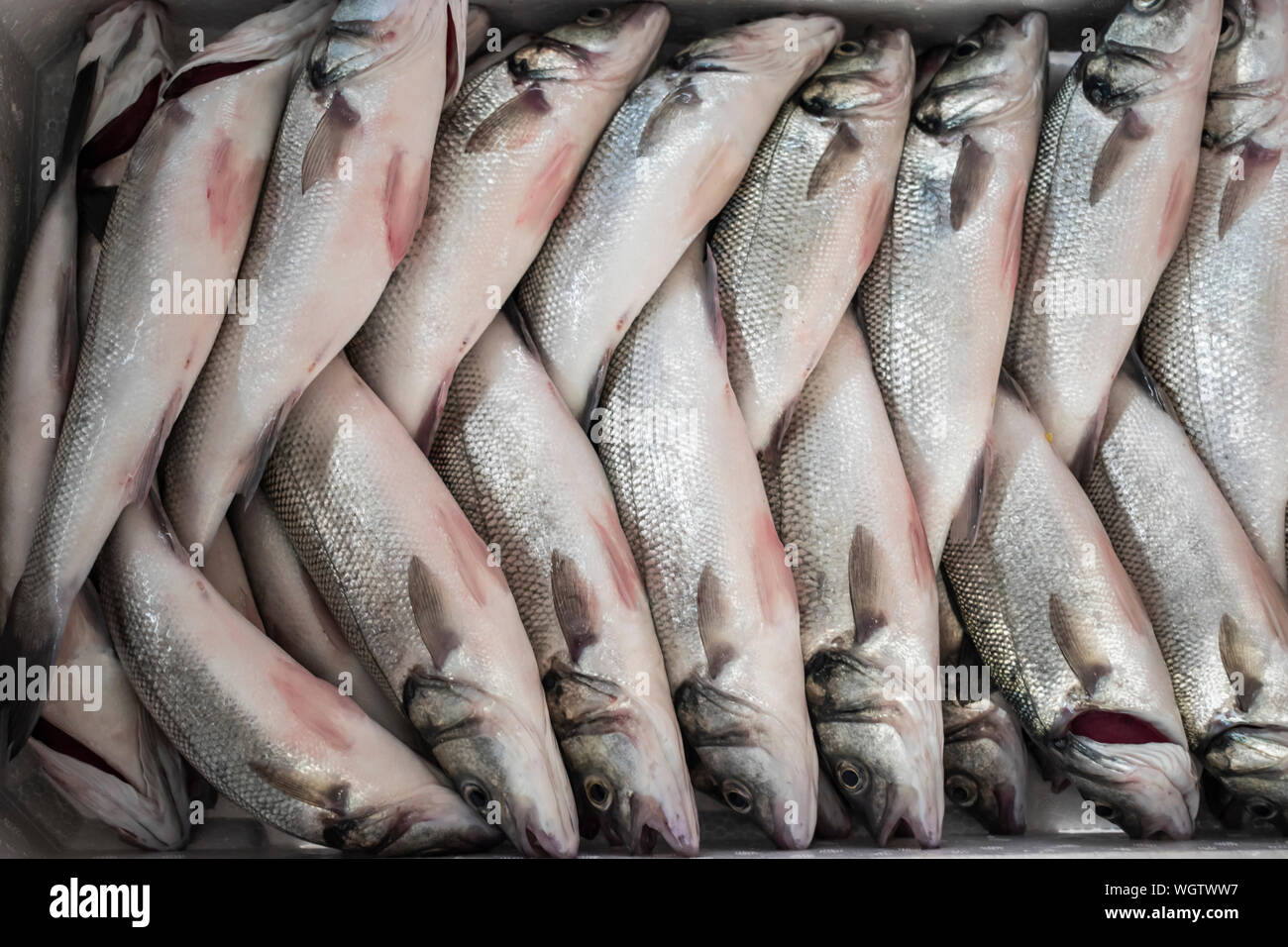 Fangfrisch Wolfsbarsch Fisch in einem Container bereit, Eis zu legen. Stockfoto