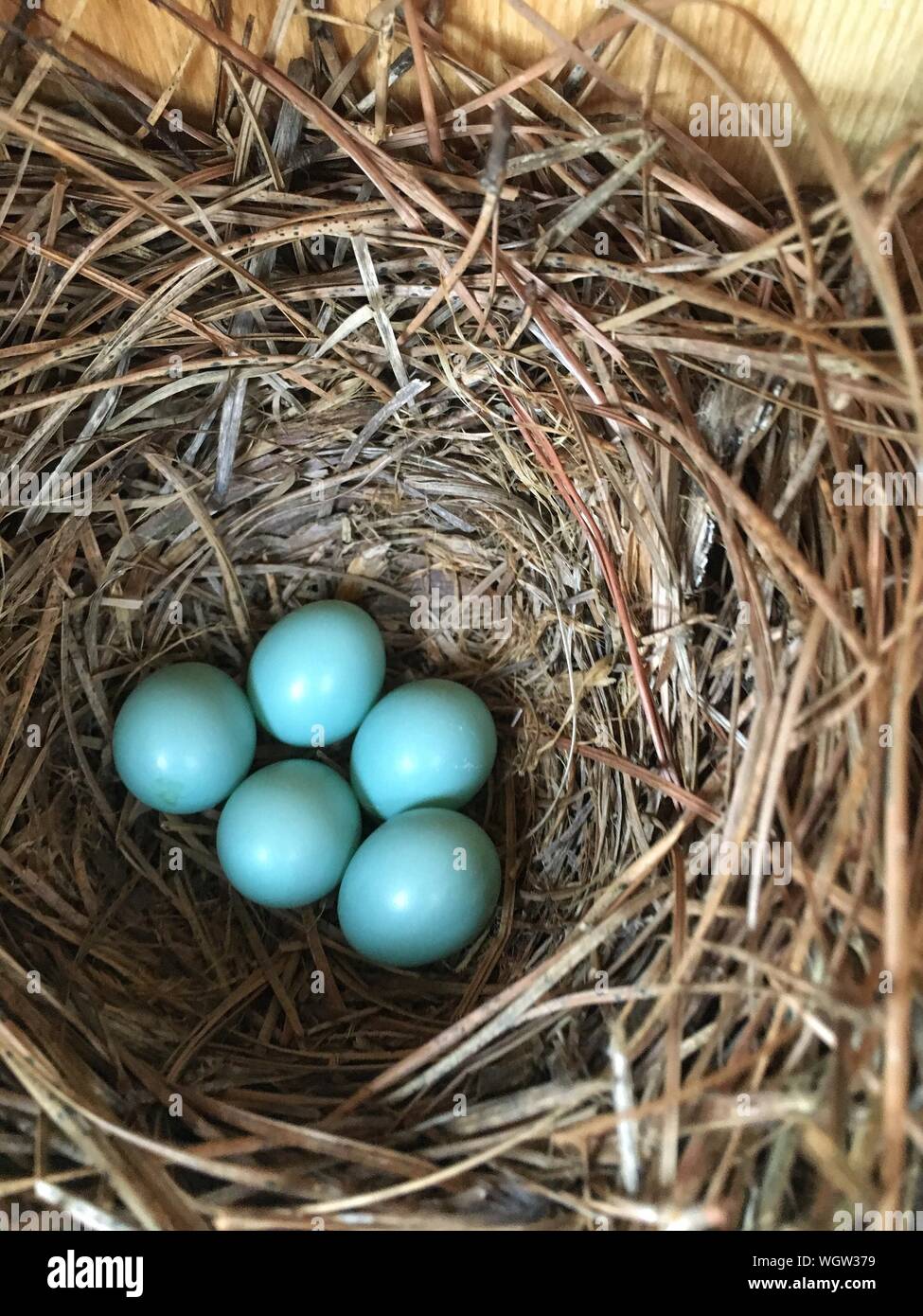 High Angle View Robin Eier im Nest Stockfoto