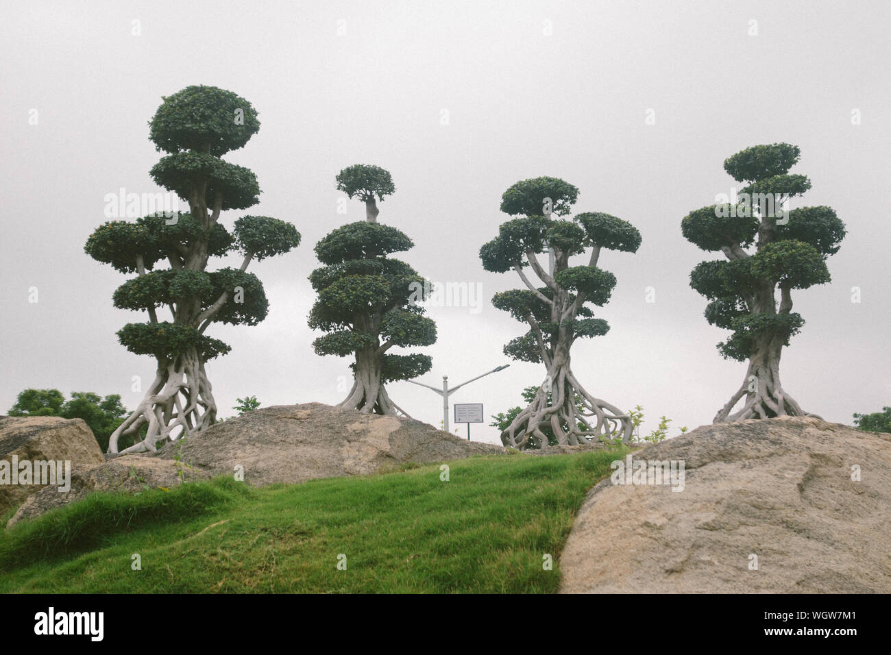 HYDERABAD, INDIEN - 26. AUGUST 2019 Ficus multi-stem Werk durgam cheruvu öffentlichen Park in Hyderabad, Indien. Stockfoto