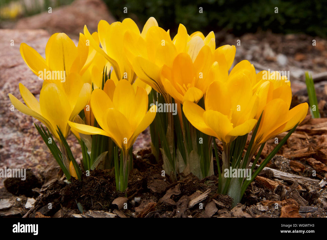 Frühling blühende Crocus chrysanthus 'Goldilocks' in voller Blüte. Stockfoto