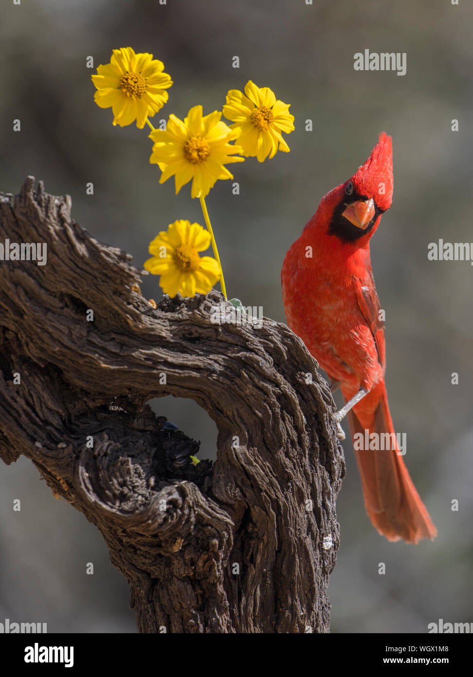 Northern cardinal, Marana, Arizona Stockfoto