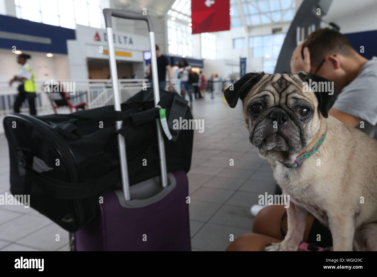 Ein Mops schaut besorgt über das Reisen in La Guardia Airport Stockfoto