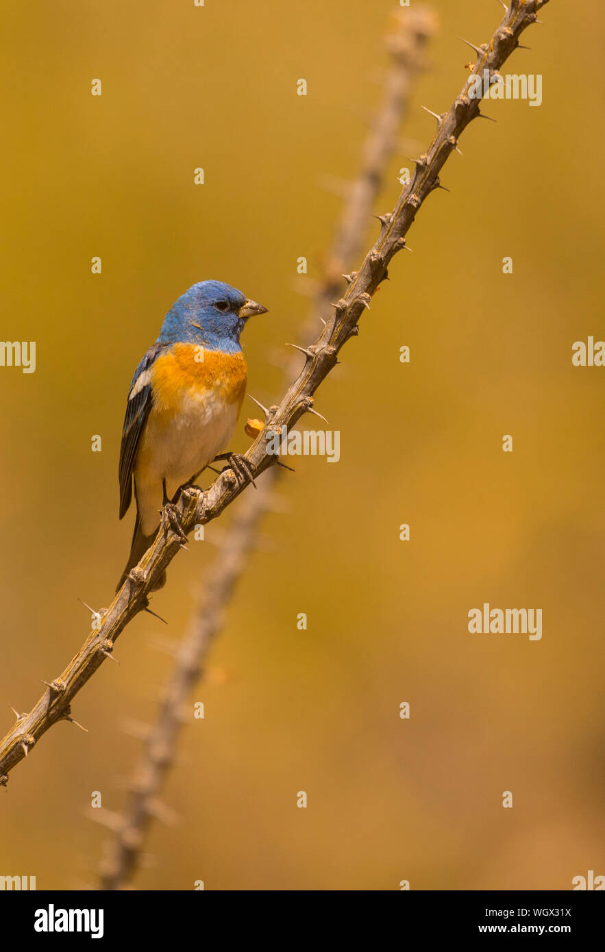 Lazuli Bunting, Tortolita Mountains, Marana, in der Nähe von Tucson, Arizona. Stockfoto