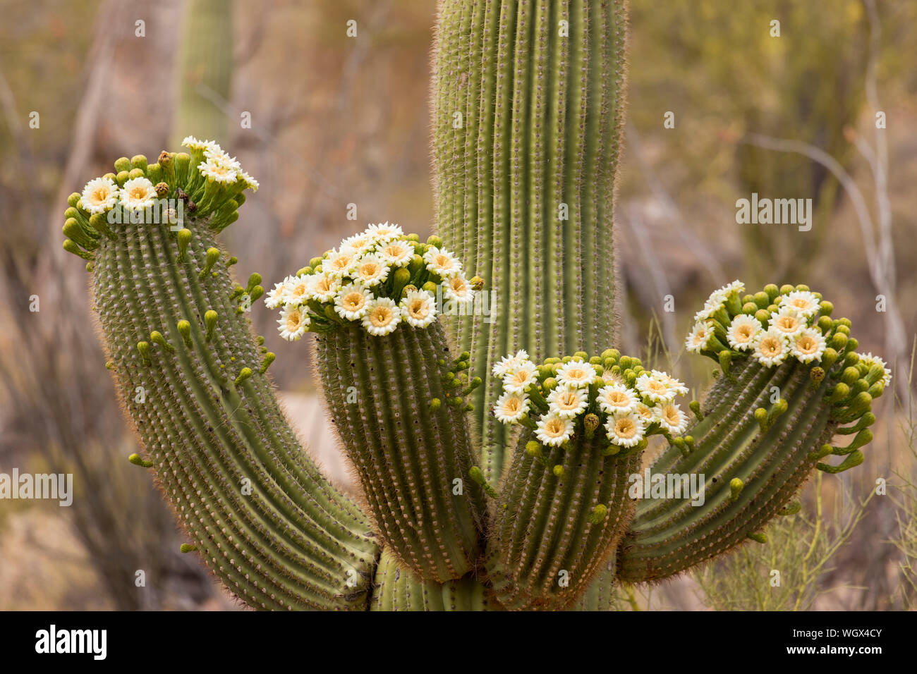 Blühende Saguaro Kaktus. Tortolita Mountains, Marana, in der Nähe von Tucson, Arizona. Stockfoto