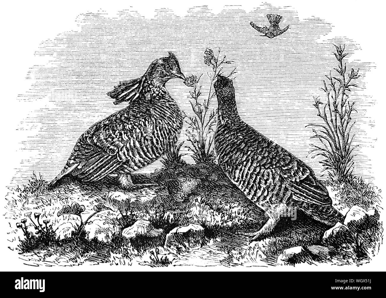 C 1876 Gravieren von ein paar scharfe-tailed Grouse (Tympanuchus phasianellus). Stockfoto