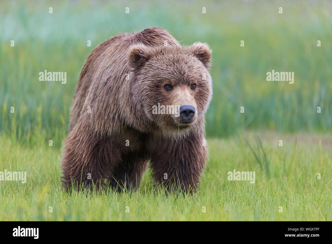 Braun / Grizzly Bear Lake-Clark-Nationalpark, Alaska. Stockfoto