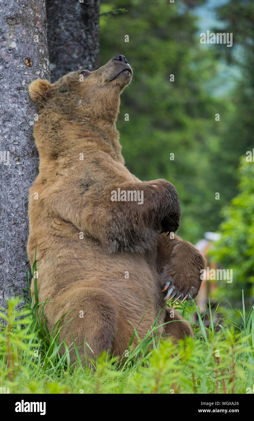 Braun / Grizzly Bear Lake-Clark-Nationalpark, Alaska. Stockfoto