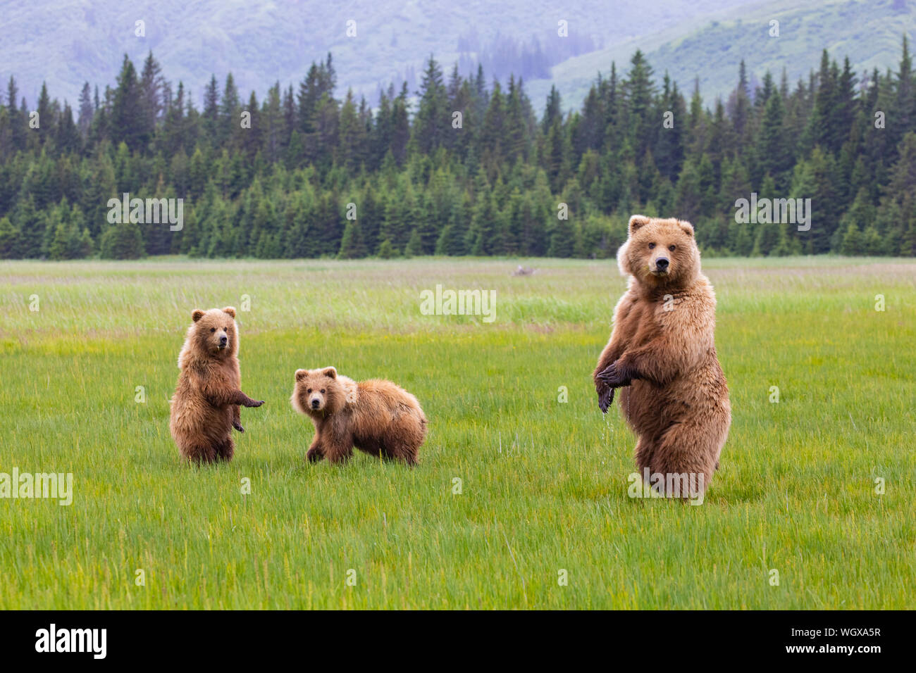 Grizzly Bär Leistungsbeschreibung mit Jungtieren, Lake Clark National Park, Alaska. Stockfoto